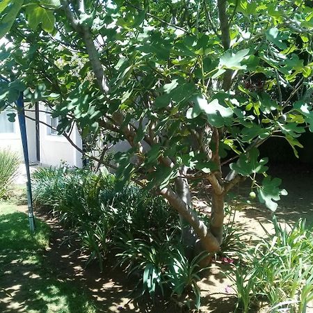 La Coscello Guest House Edenvale Εξωτερικό φωτογραφία