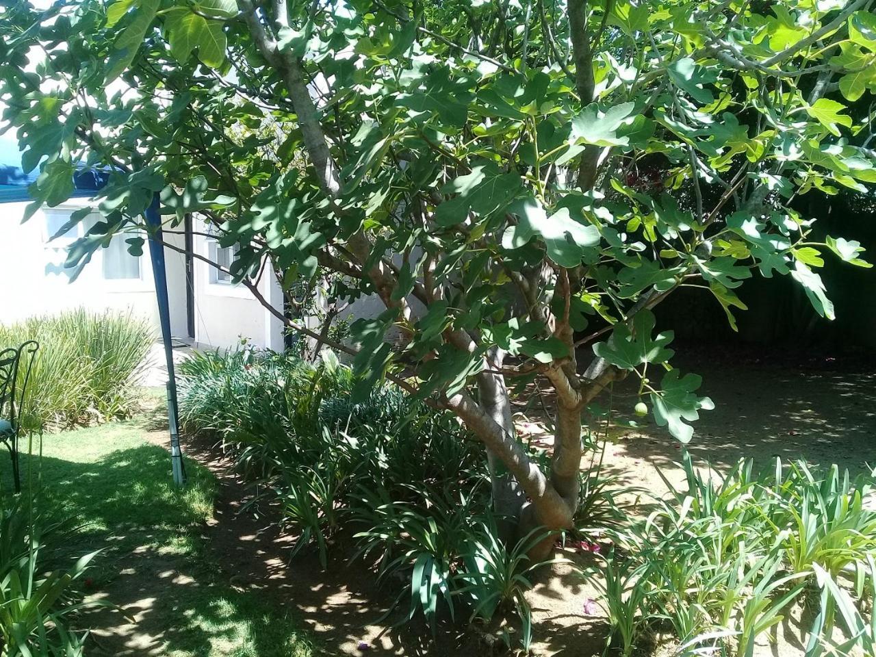 La Coscello Guest House Edenvale Εξωτερικό φωτογραφία